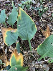 Hosta