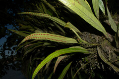 Polypodiaceae