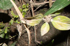 Rubiaceae