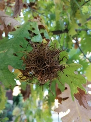 Andricus caputmedusae