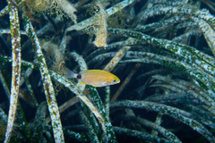 Diplodus annularis