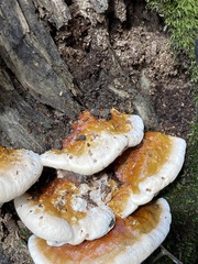 Bolitotherus cornutus