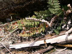 Paragymnopteris marantae marantae