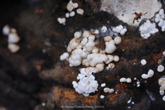 Trichoderma pulvinatum
