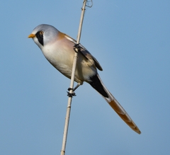 Panurus biarmicus