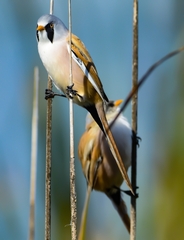 Panurus biarmicus