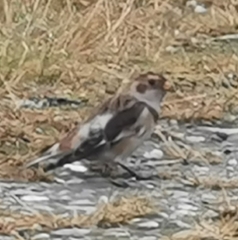 Plectrophenax nivalis