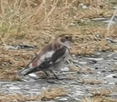 Plectrophenax nivalis