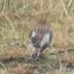 Plectrophenax nivalis