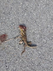 Anolis equestris