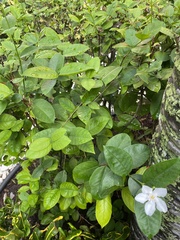 Wrightia antidysenterica