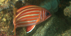 Sargocentron rubrum
