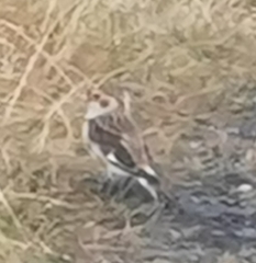 Plectrophenax nivalis