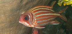 Sargocentron rubrum