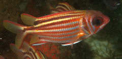 Sargocentron rubrum
