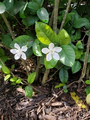 Wrightia antidysenterica