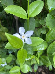 Wrightia antidysenterica