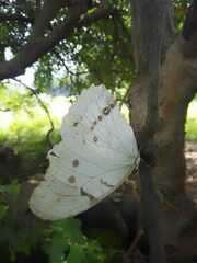 Morpho polyphemus polyphemus