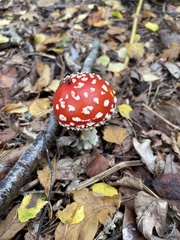Amanita muscaria