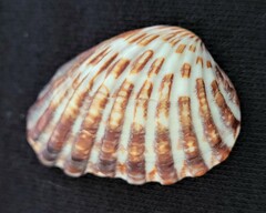 Cardites floridanus