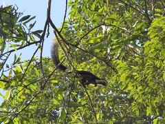Ratufa bicolor