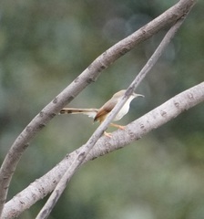 Prinia socialis