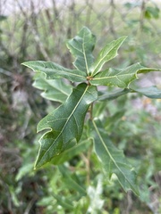 Quercus hemisphaerica
