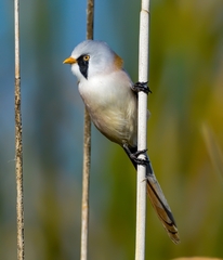 Panurus biarmicus