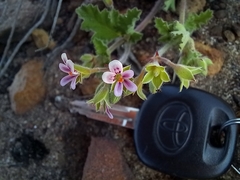 Pelargonium althaeoides