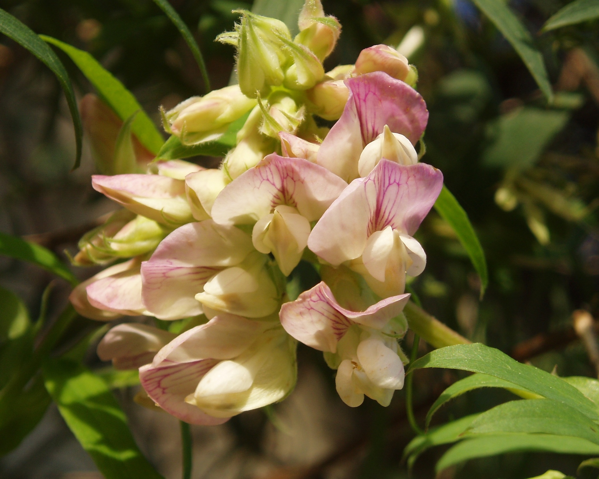 Lathyrus vestitus