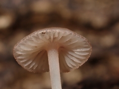 Mycena purpureofusca