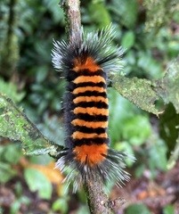 Phaegopterina
