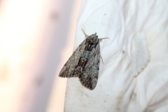 Catocala praeclara
