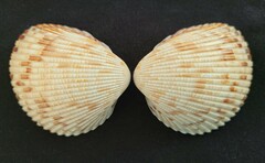 Dinocardium robustum