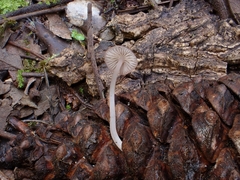 Mycena purpureofusca