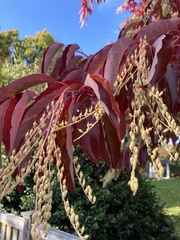Oxydendrum