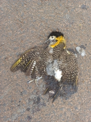 Colaptes campestris campestroides