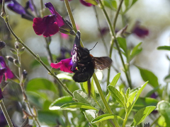 Xylocopa eximia