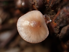 Mycena purpureofusca