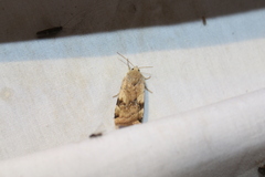 Cryptocala acadiensis