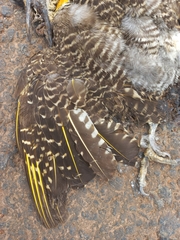 Colaptes campestris campestroides