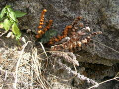Paragymnopteris marantae marantae