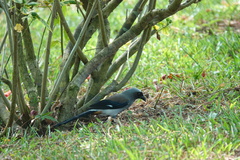 Dendrocitta formosae
