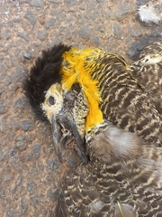 Colaptes campestris campestroides