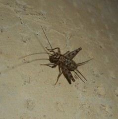 Gryllomorpha dalmatina