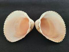 Dinocardium robustum