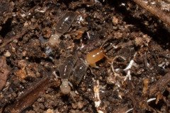 Termitinae