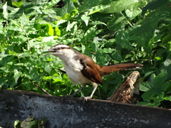 Campylorhynchus chiapensis