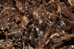 Termitinae
