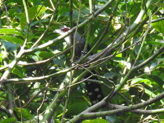 Phaenicophaeus diardi